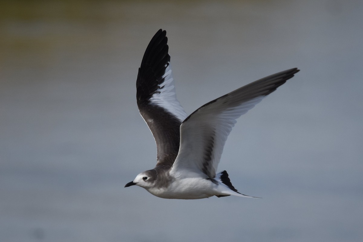 Sabine's Gull - Gary Yoder