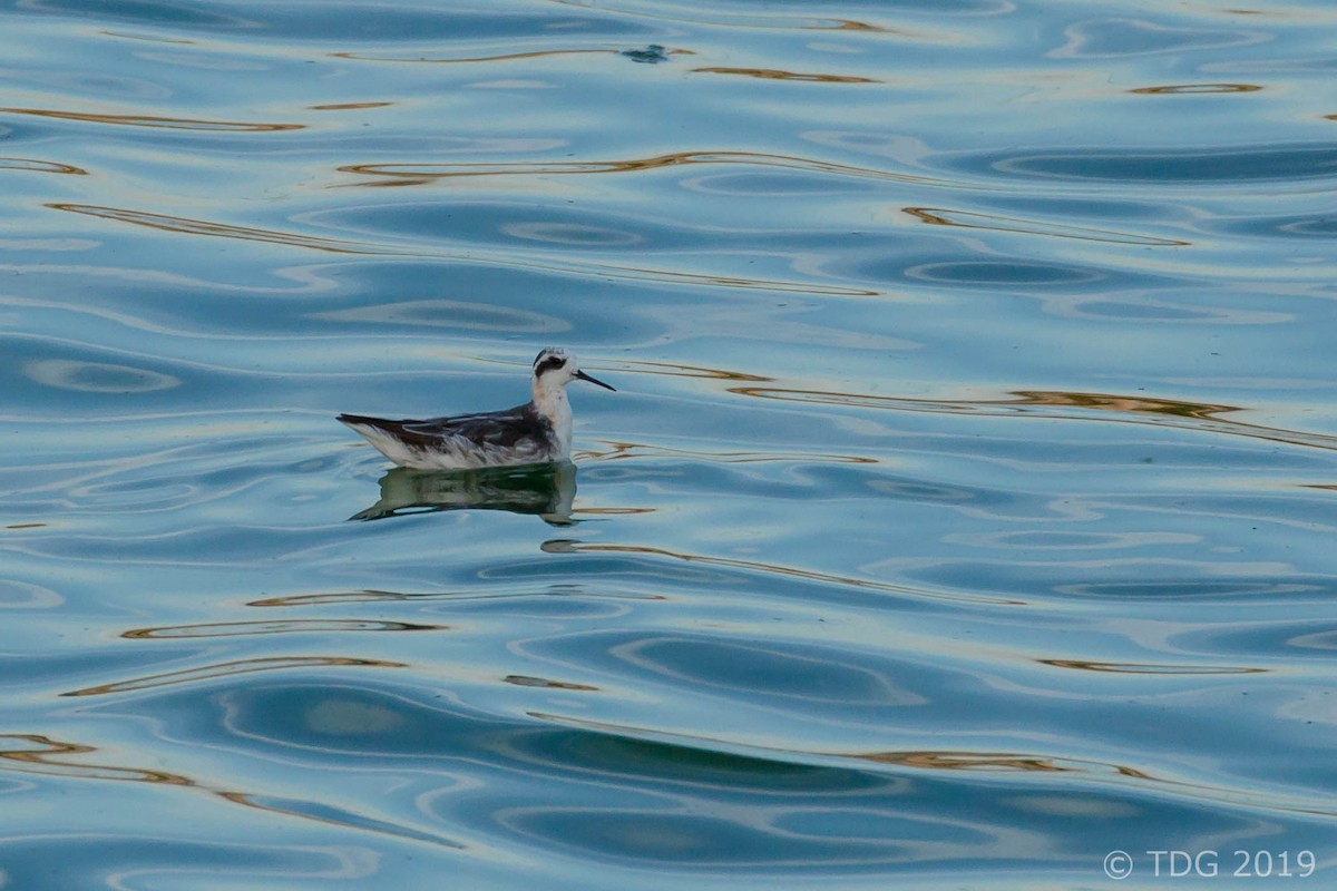 Red-necked Phalarope - Thomas Gass