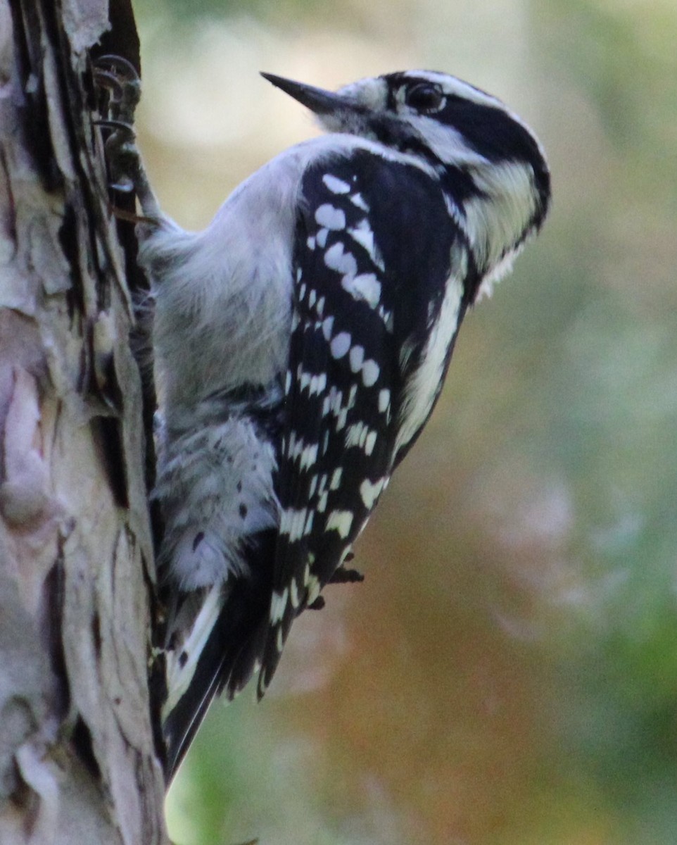 Downy Woodpecker (Eastern) - Burke Korol