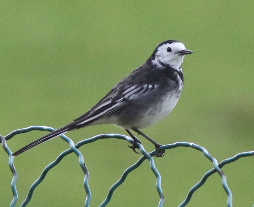 White Wagtail - ML179033081