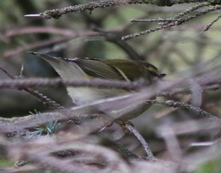 Mosquitero Bilistado - ML179033121