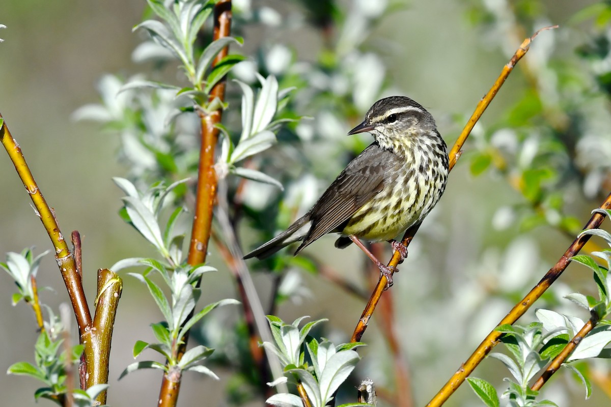 Northern Waterthrush - ML179033811