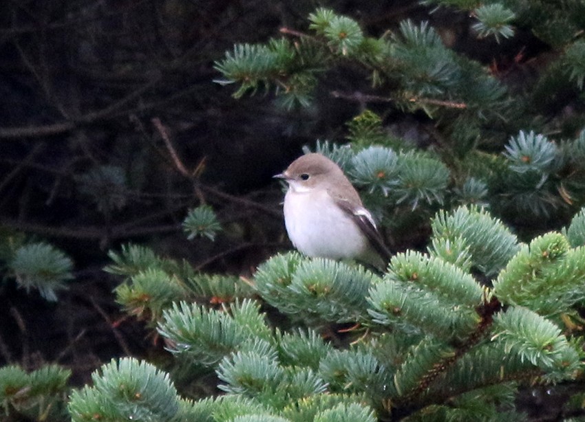 European Pied Flycatcher - ML179034221