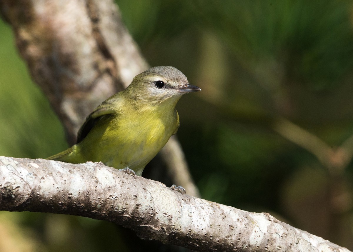 Philadelphia Vireo - ML179035051