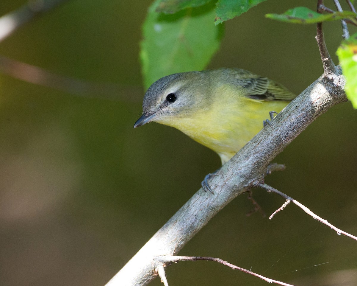 Philadelphia Vireo - ML179035111