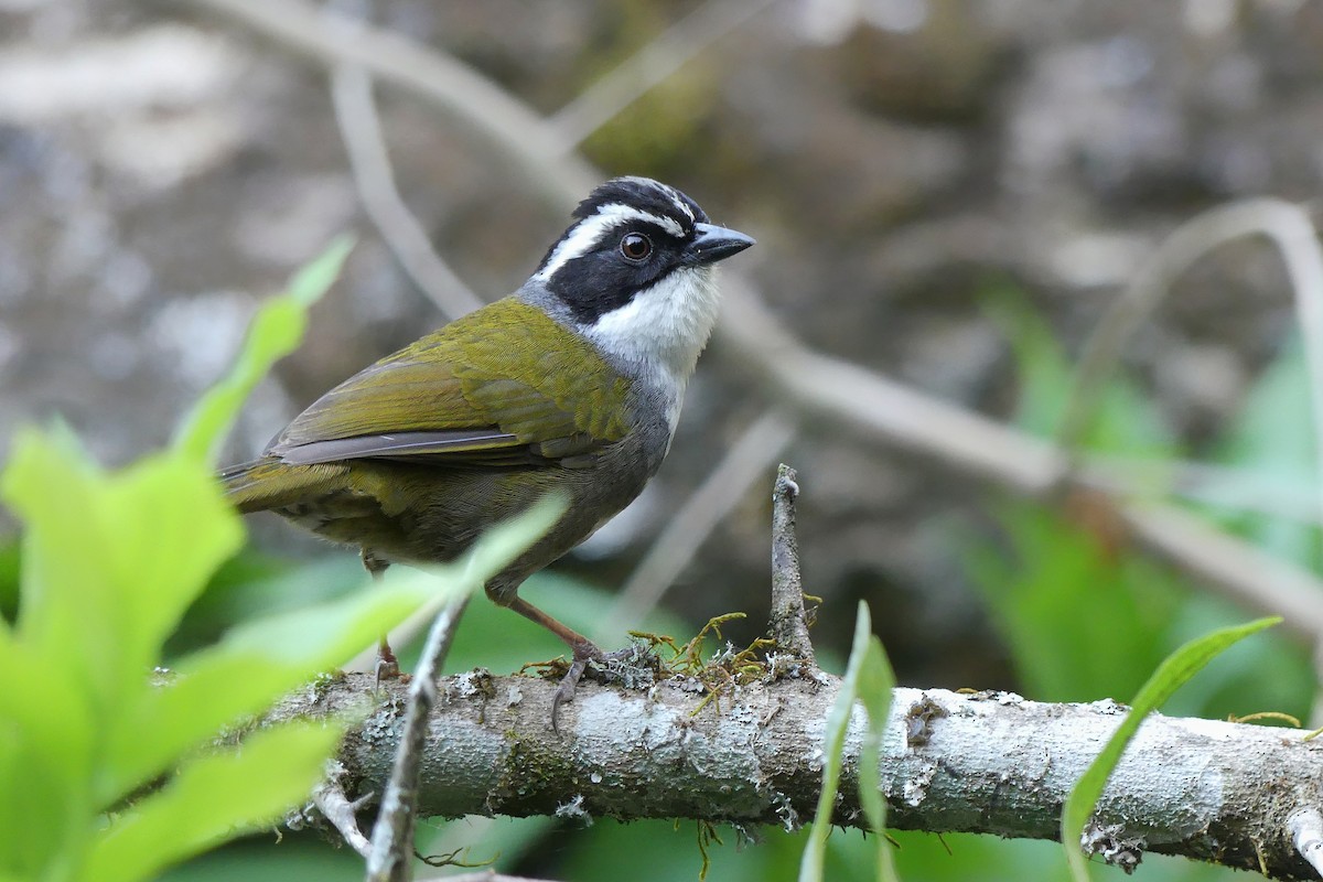 White-browed Brushfinch - Jorge  Quiroga