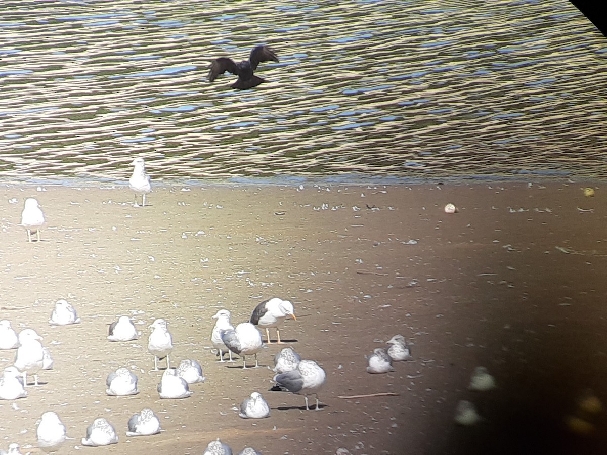 Lesser Black-backed Gull - ML179035621