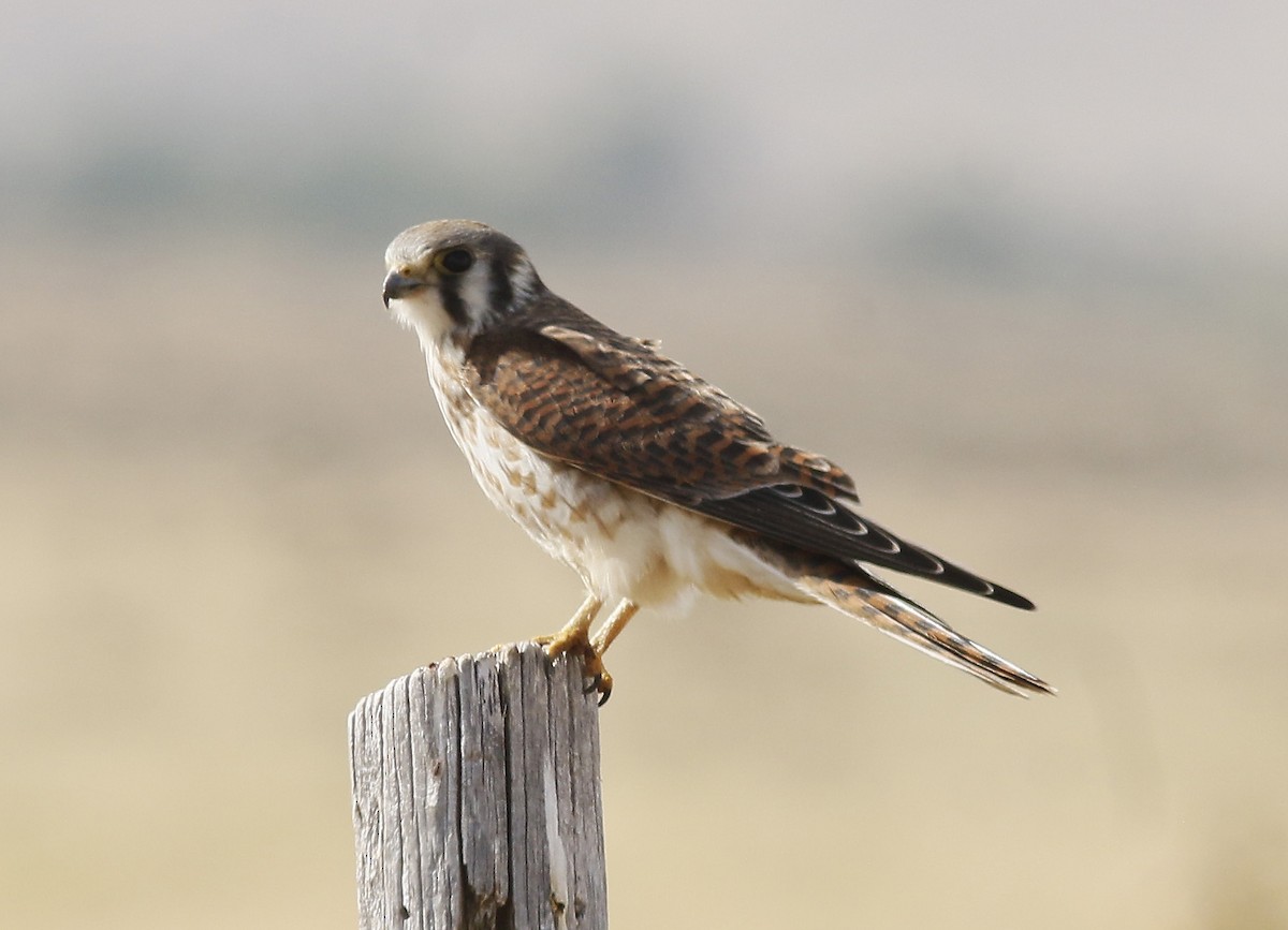 American Kestrel - ML179036761