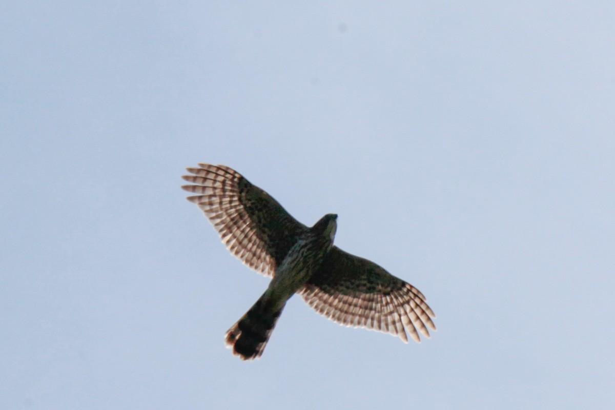 Cooper's Hawk - ML179037721