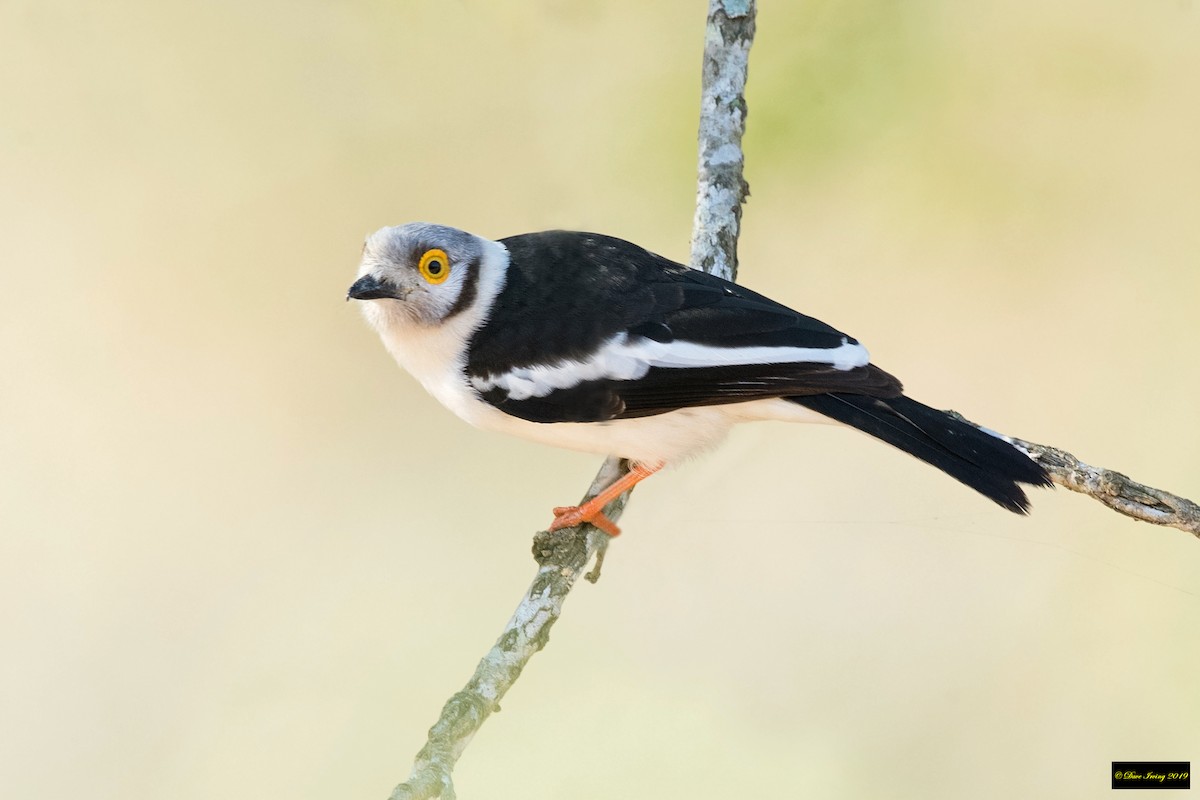 White Helmetshrike - ML179039131