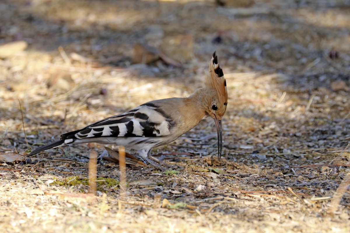 Eurasian Hoopoe - Francisco Barroqueiro