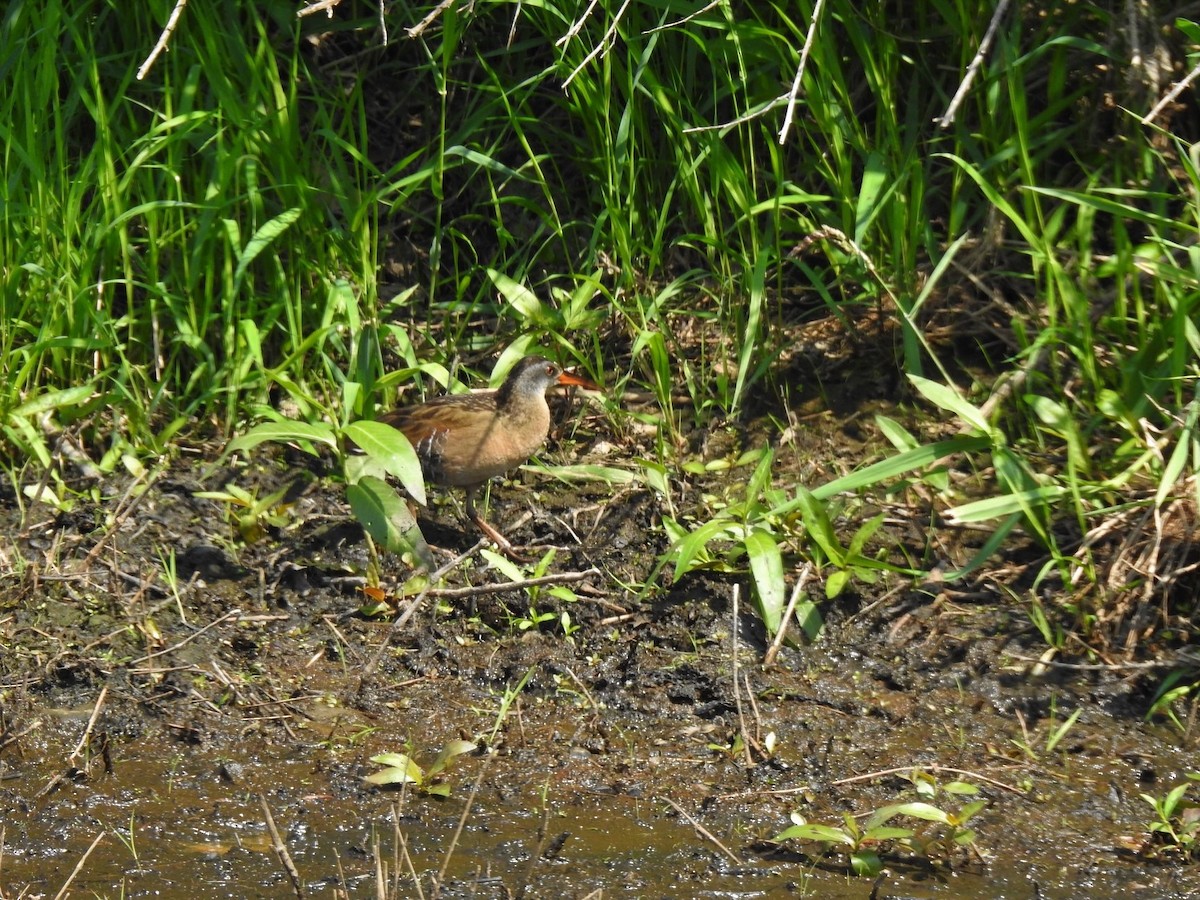 Virginia Rail - ML179039611