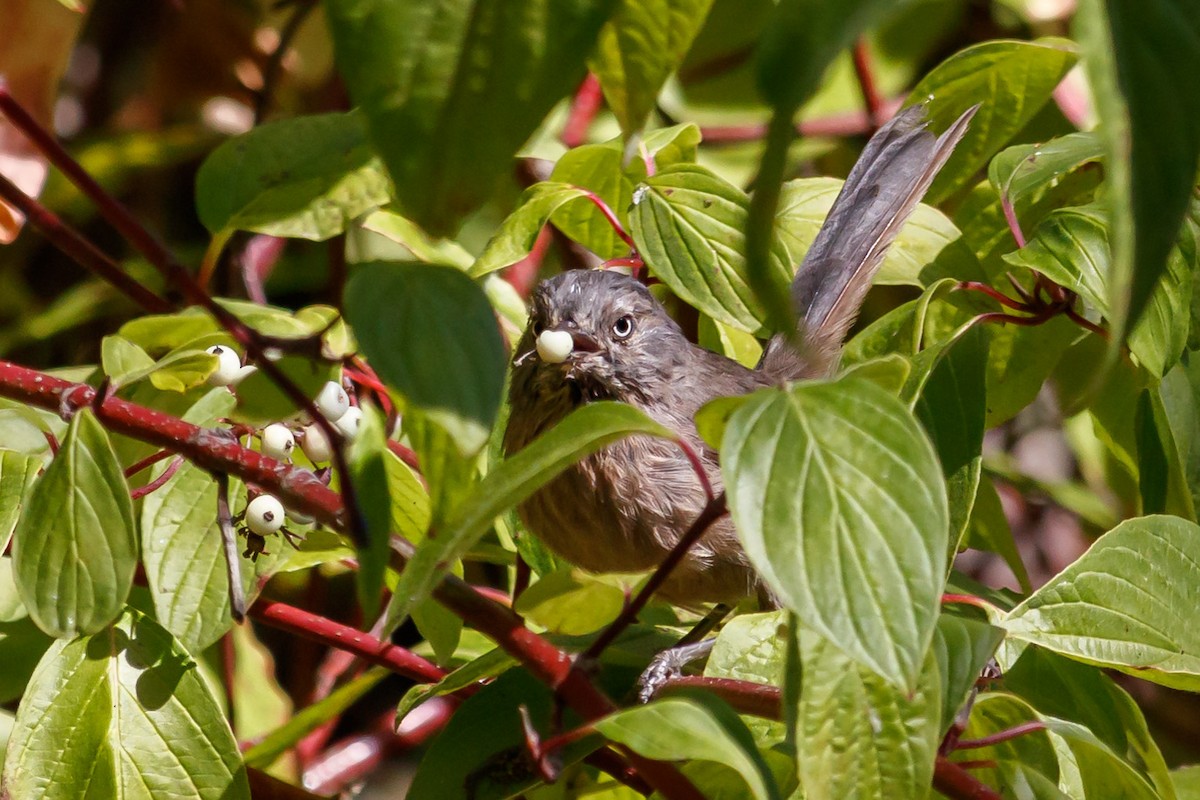 Wrentit - ML179040571