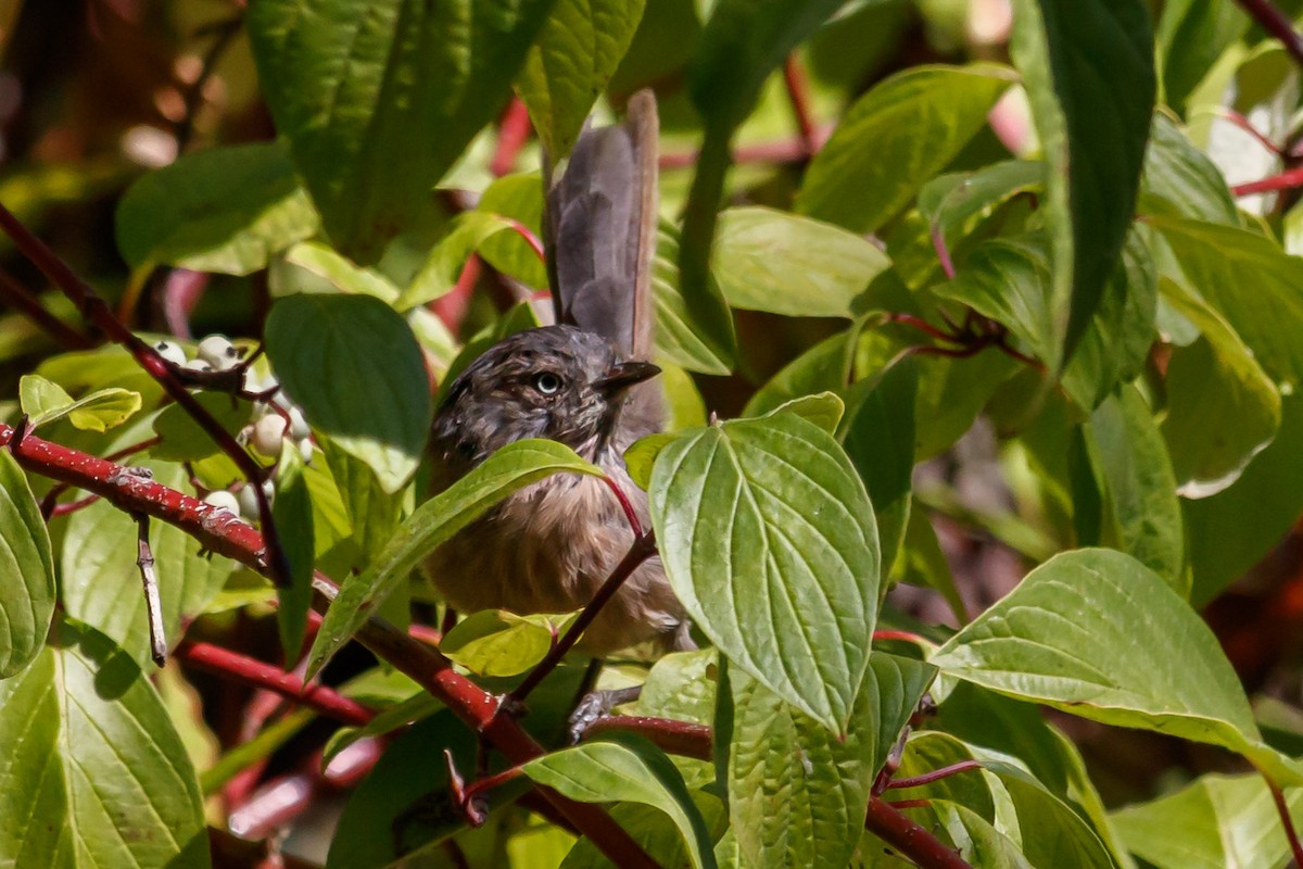 Wrentit - Carole Rose