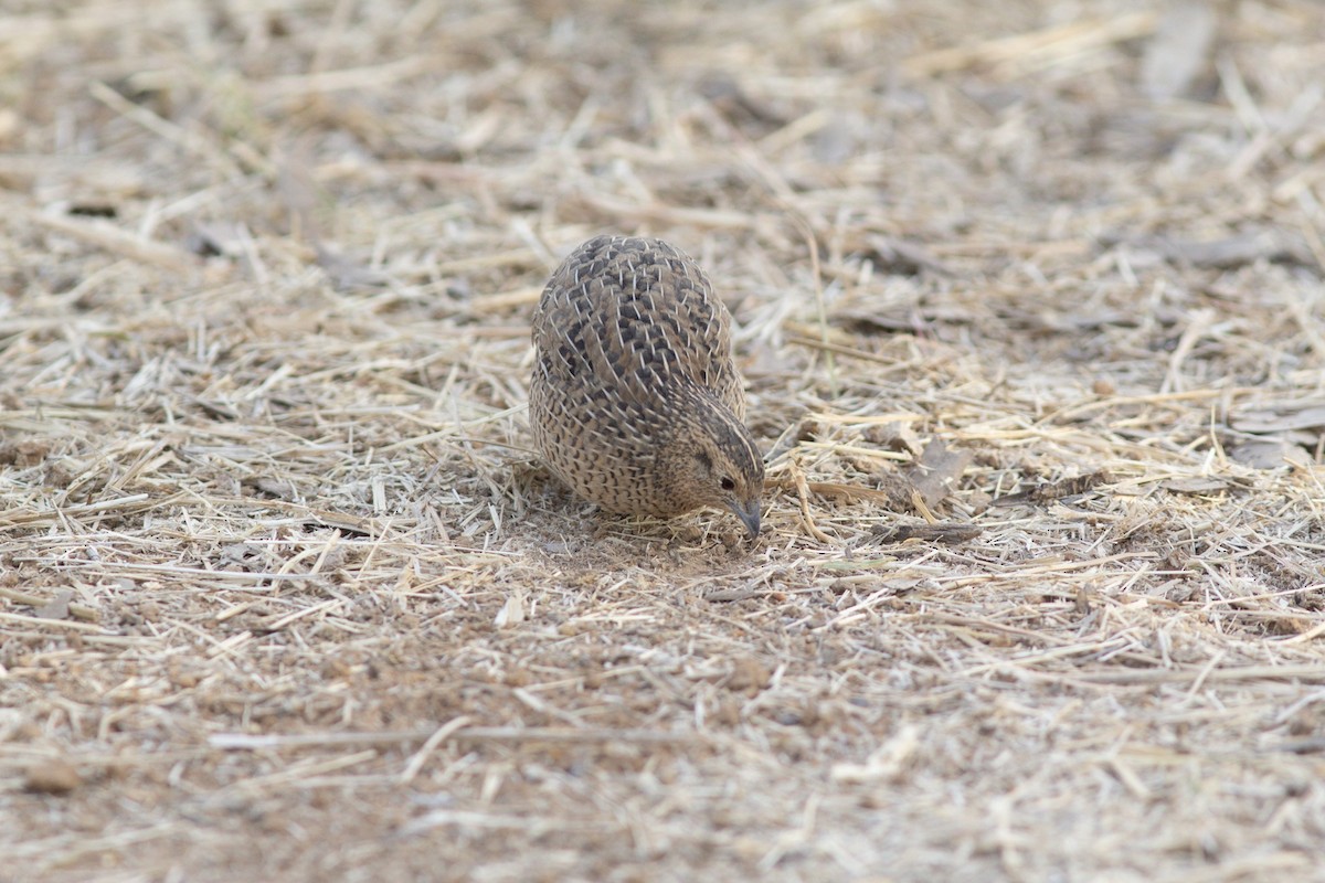 Brown Quail - ML179041801