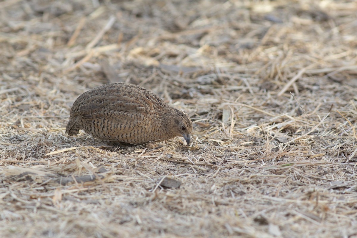 Brown Quail - ML179041811