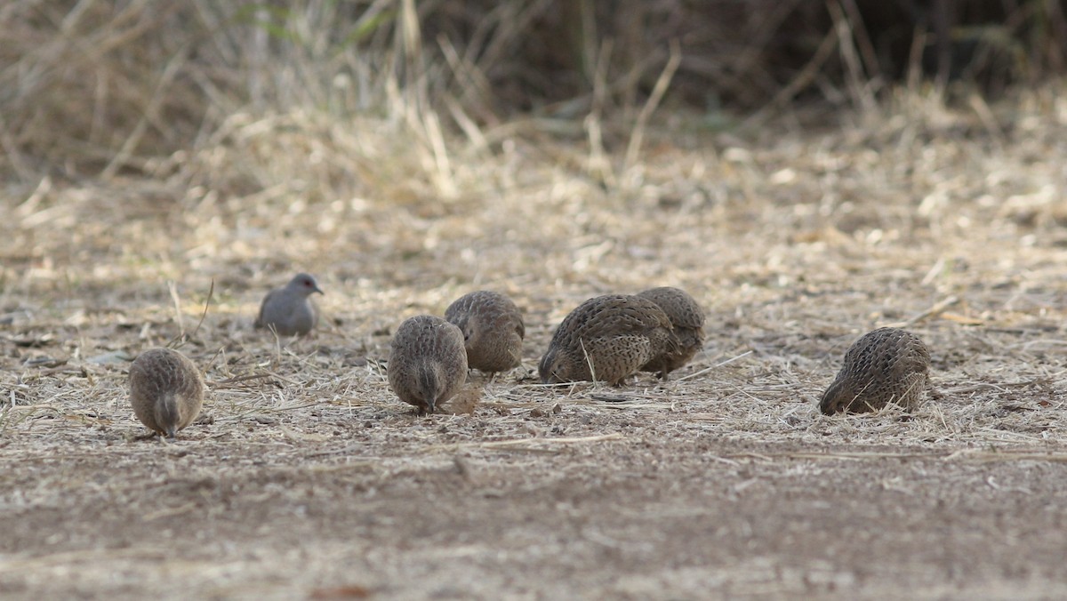 Brown Quail - ML179041851