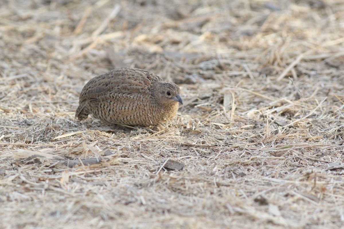 Brown Quail - ML179041871