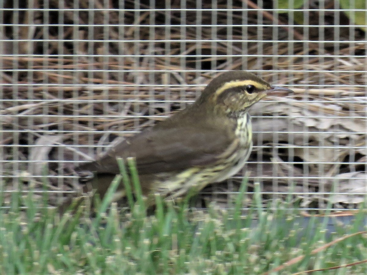 Northern Waterthrush - ML179043661