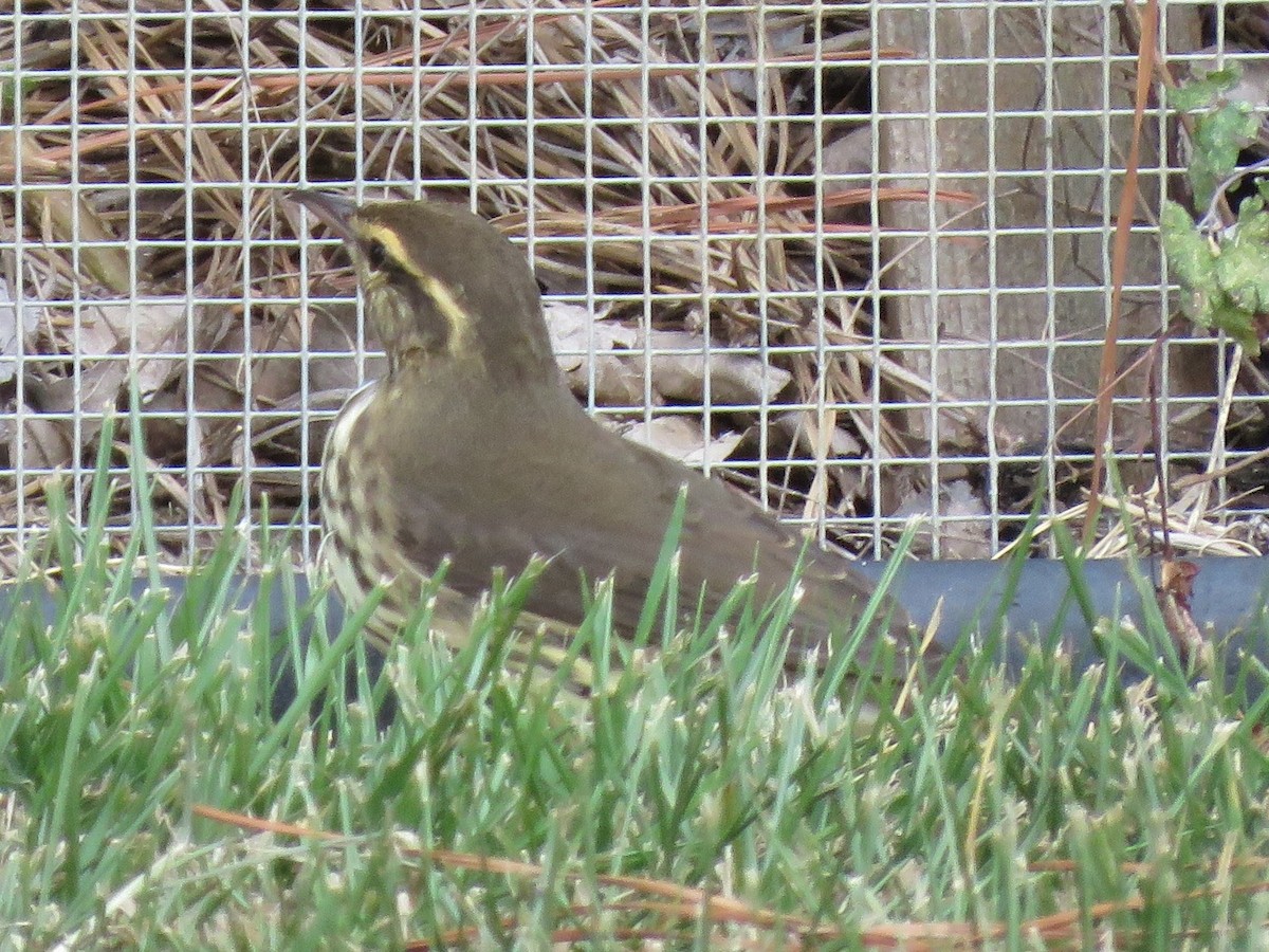 Northern Waterthrush - ML179043681