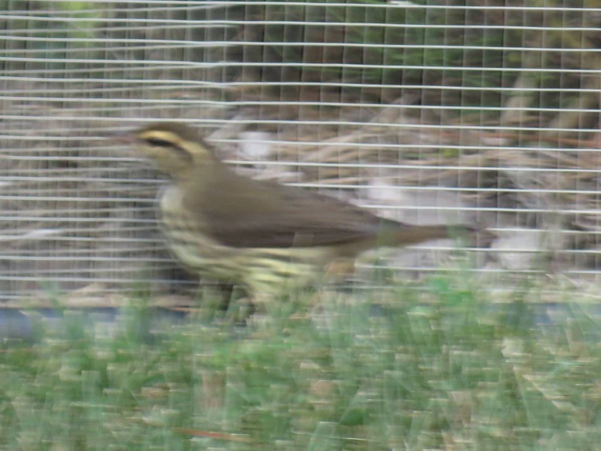 Northern Waterthrush - ML179043711