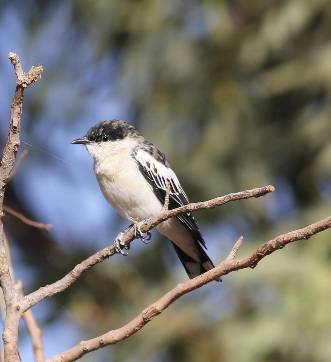 White-winged Triller - Richard and Margaret Alcorn