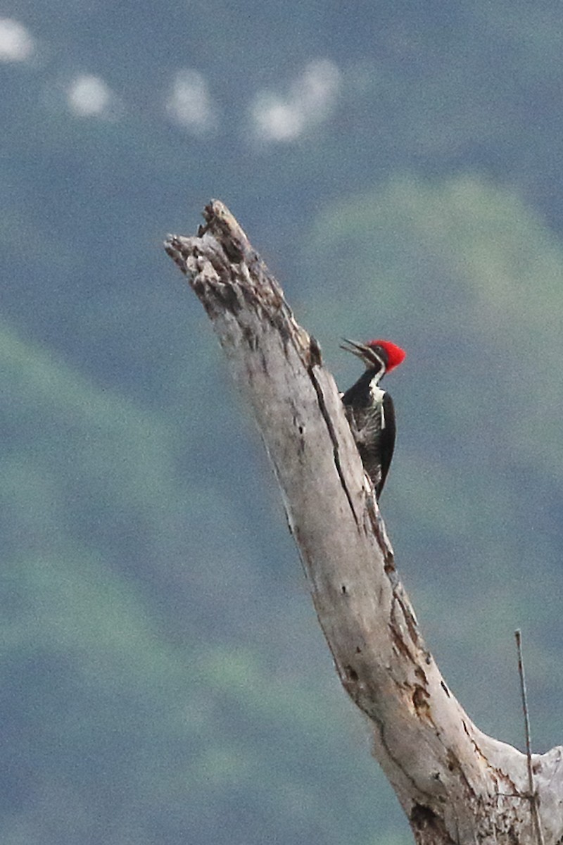 Lineated Woodpecker - ML179044391