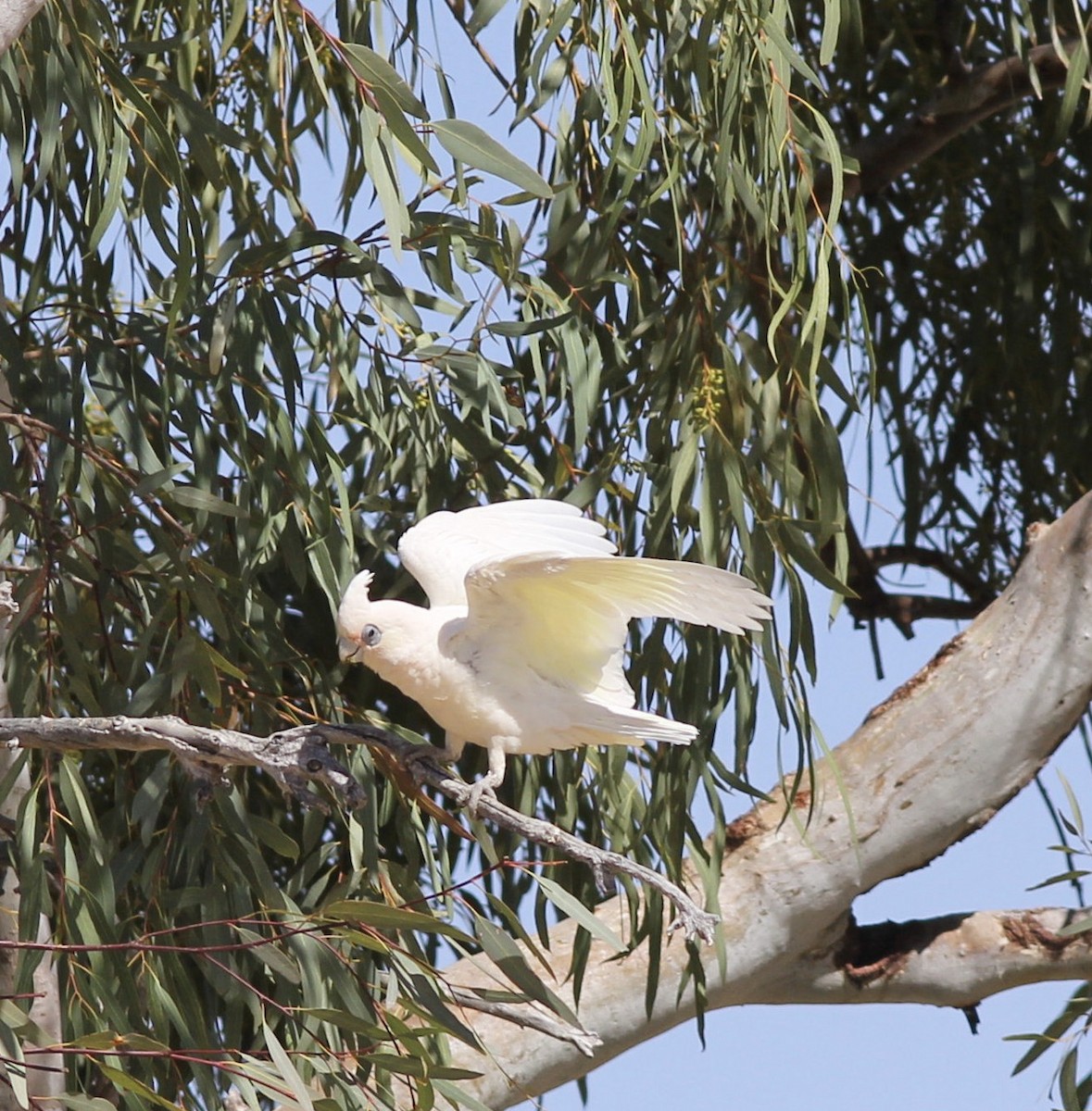 Cacatoès corella - ML179044951