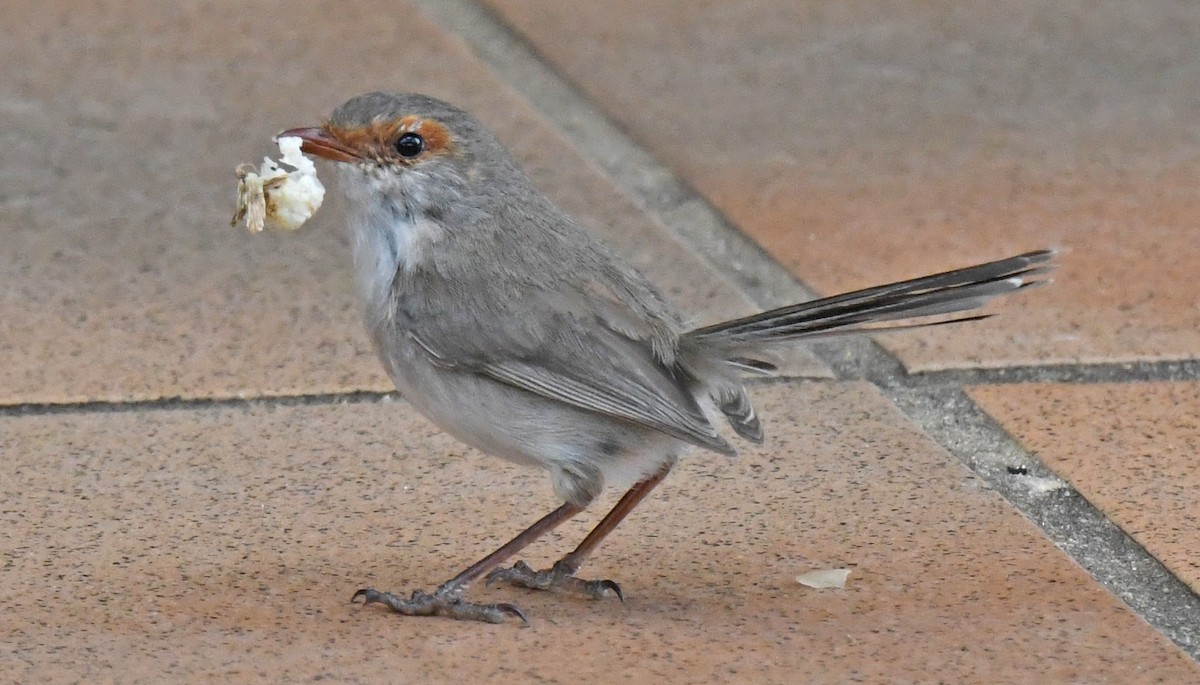 Superb Fairywren - ML179046671