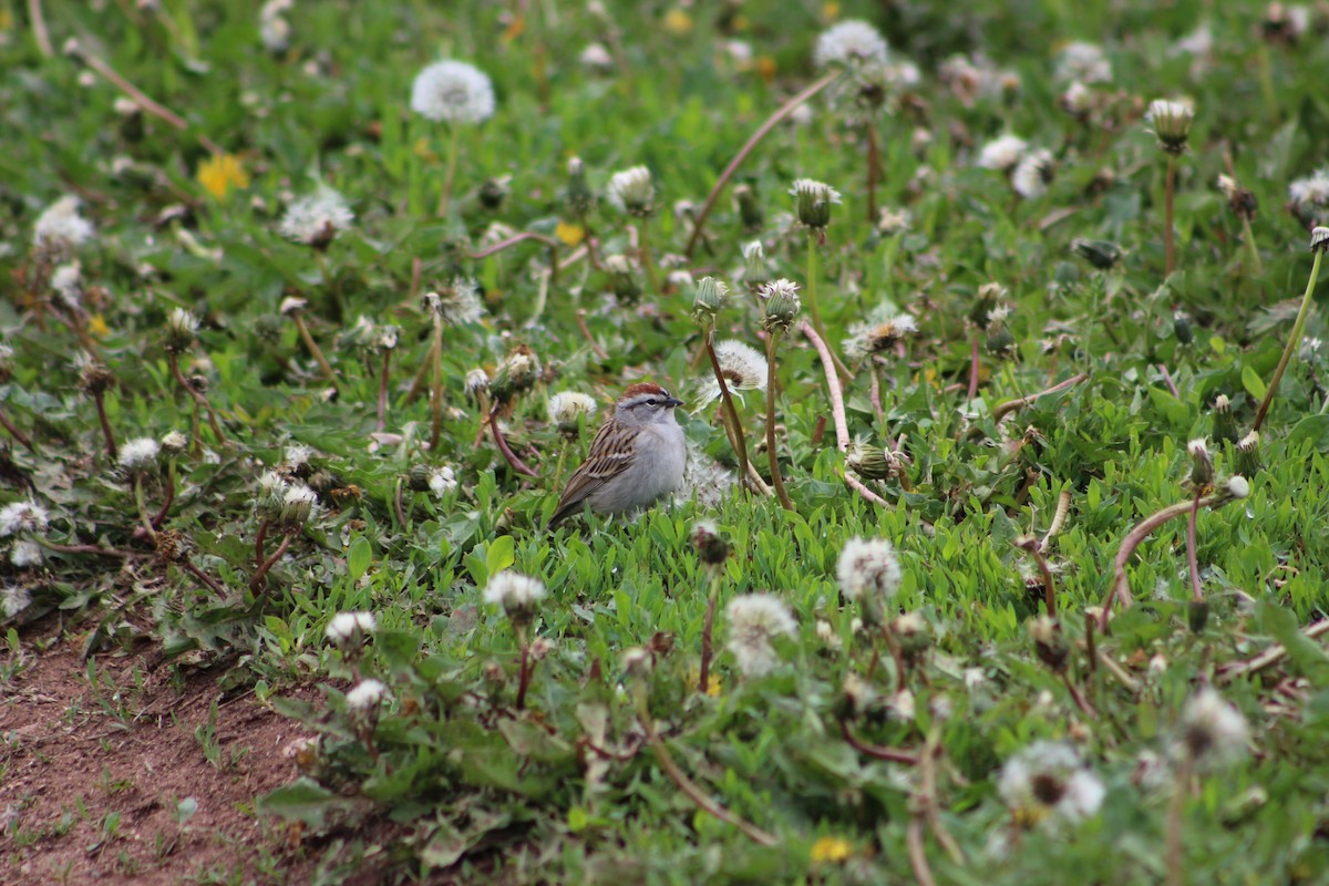 Chipping Sparrow - ML179046921