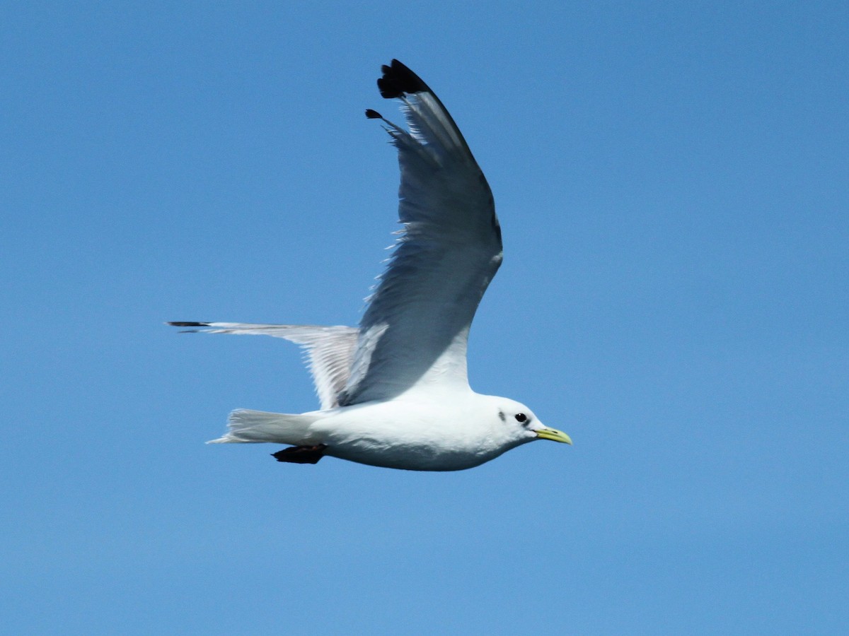 Black-legged Kittiwake - Gilles Belliveau