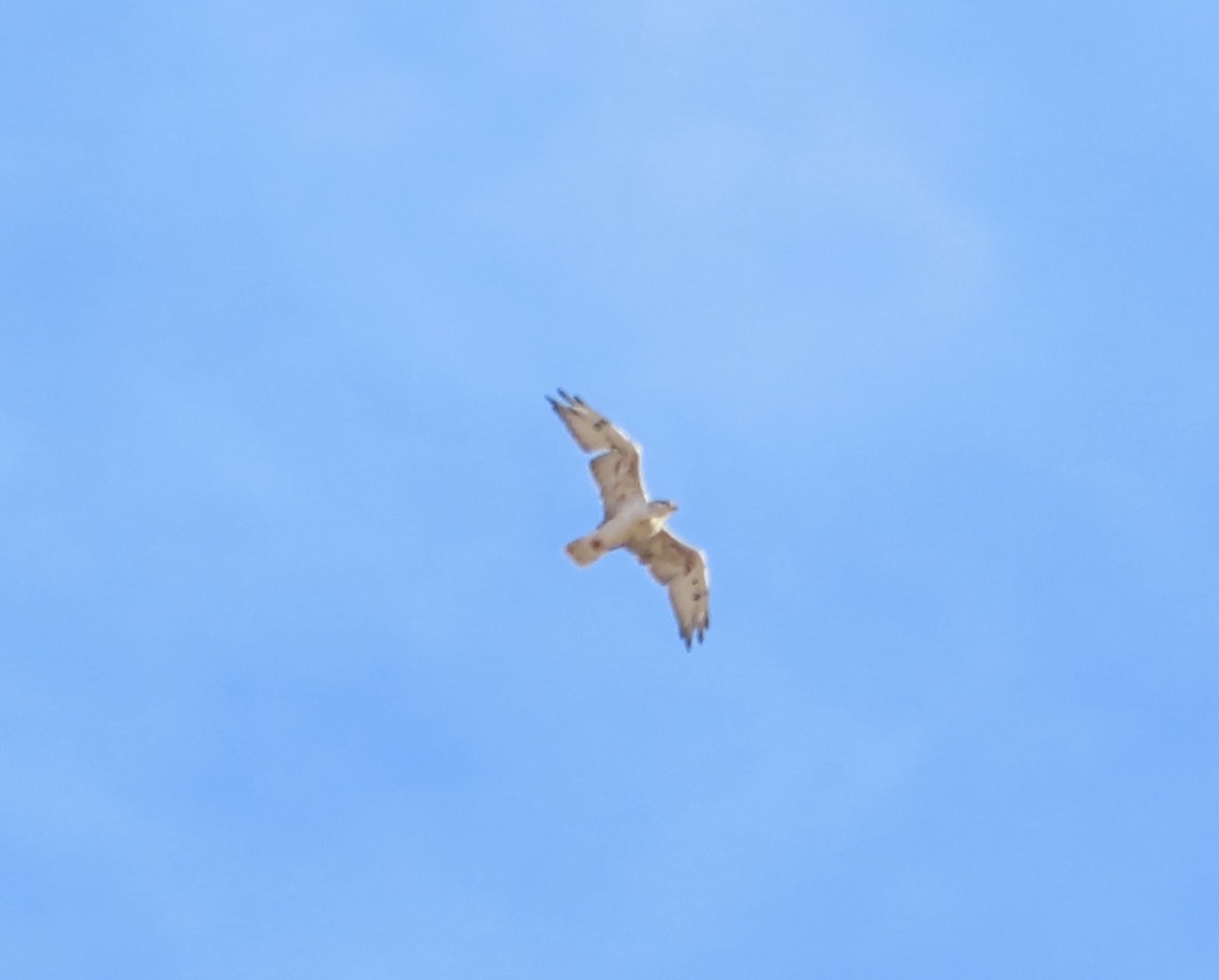 Ferruginous Hawk - ML179047211