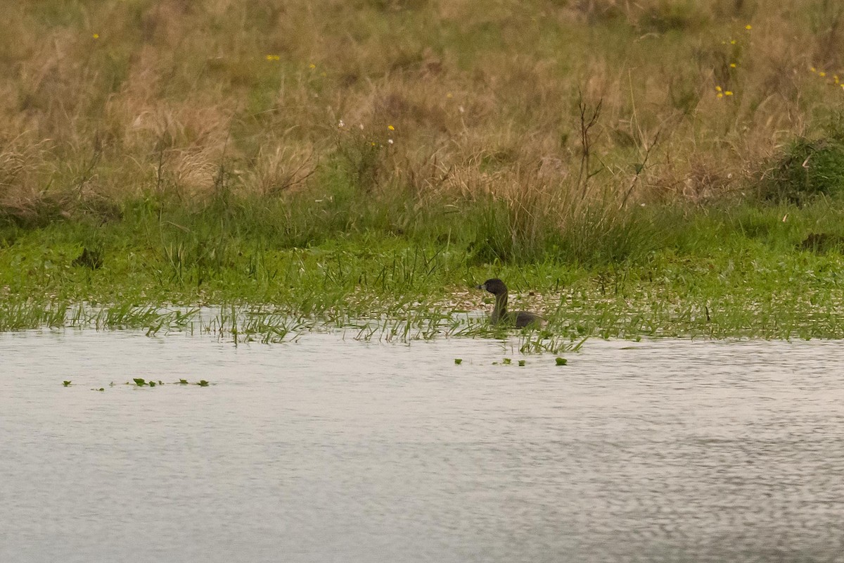 Pied-billed Grebe - ML179048451