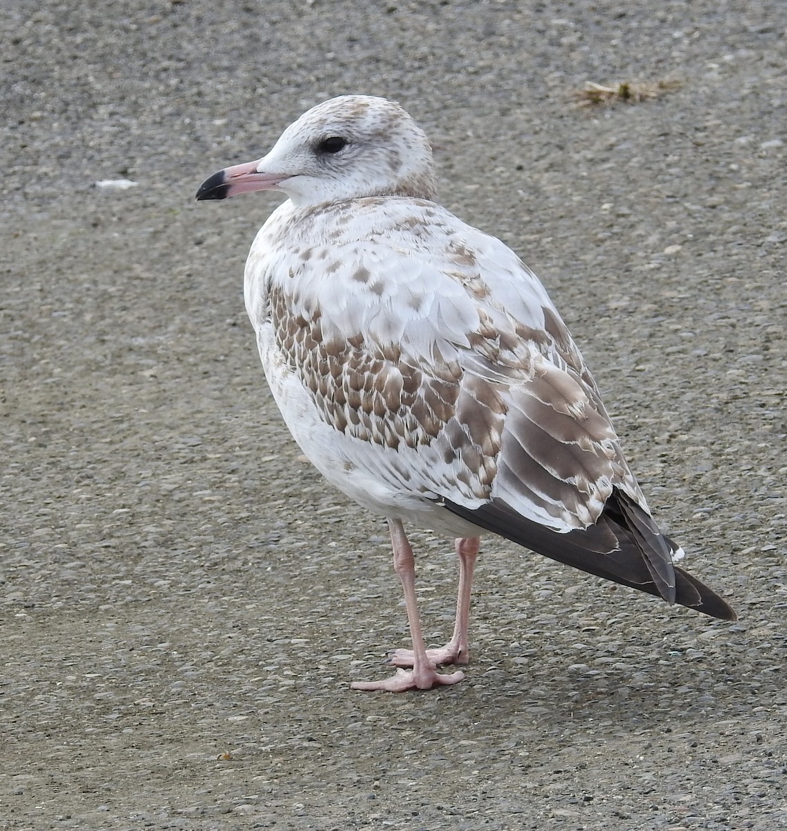 Ring-billed Gull - Jim Scott