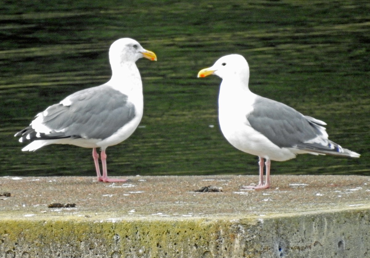 Western Gull - ML179048861