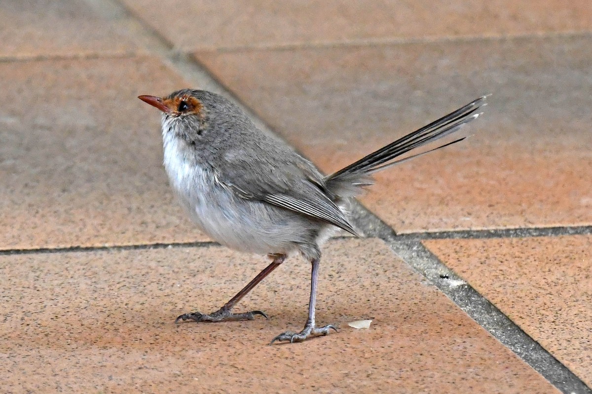 Superb Fairywren - ML179049121