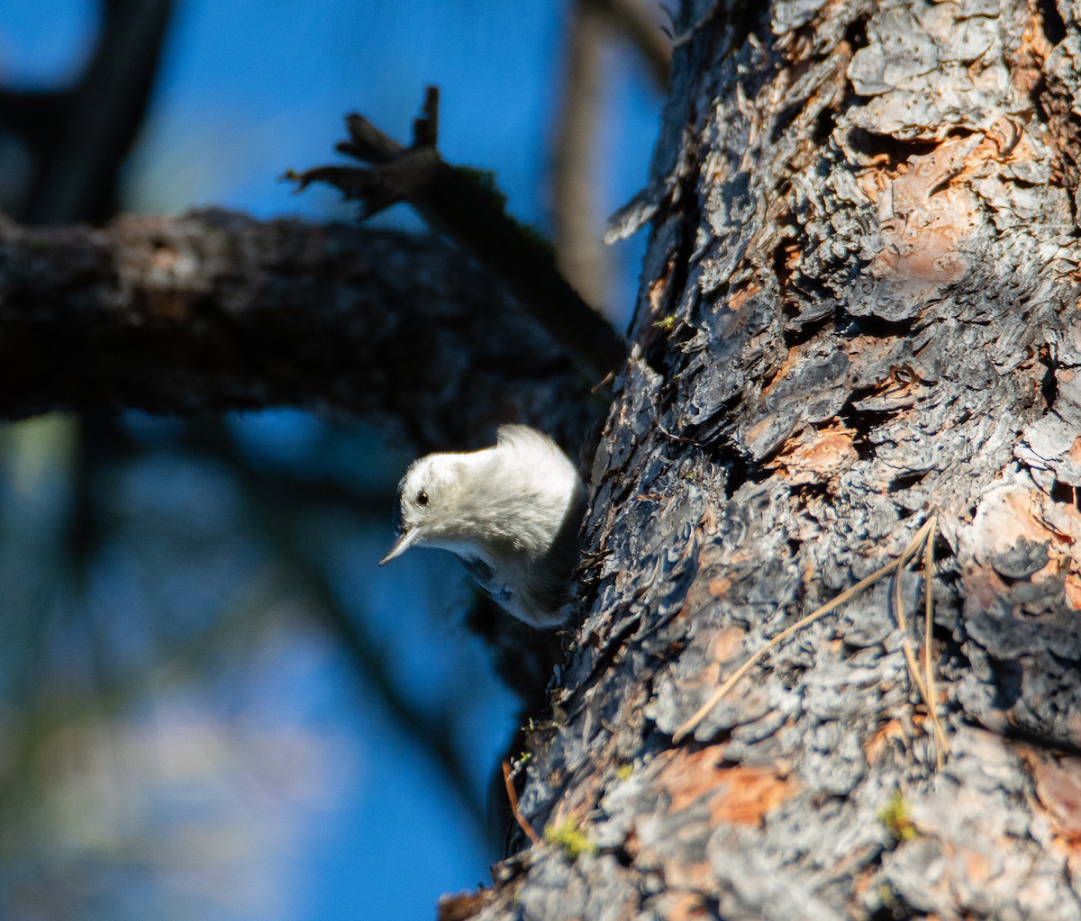 White-breasted Nuthatch - ML179053081