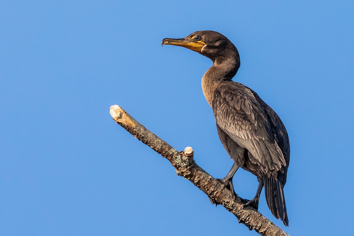 Double-crested Cormorant - ML179053221