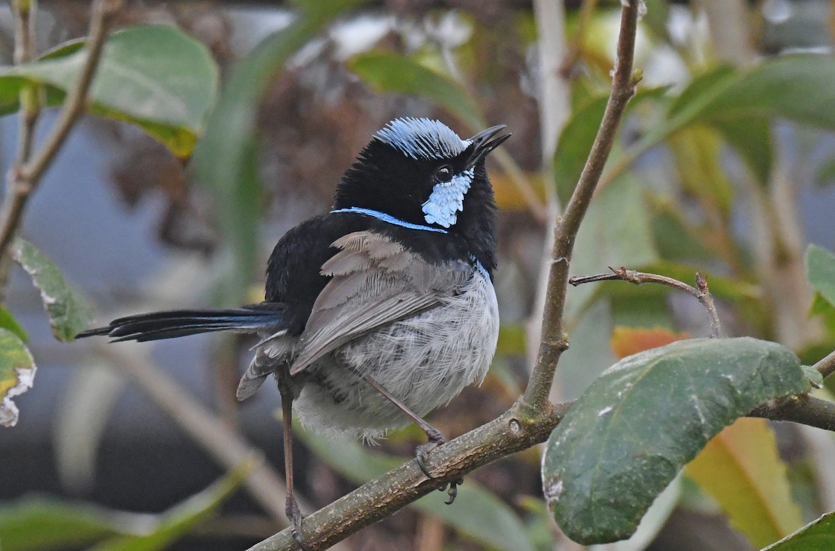 Superb Fairywren - ML179054011