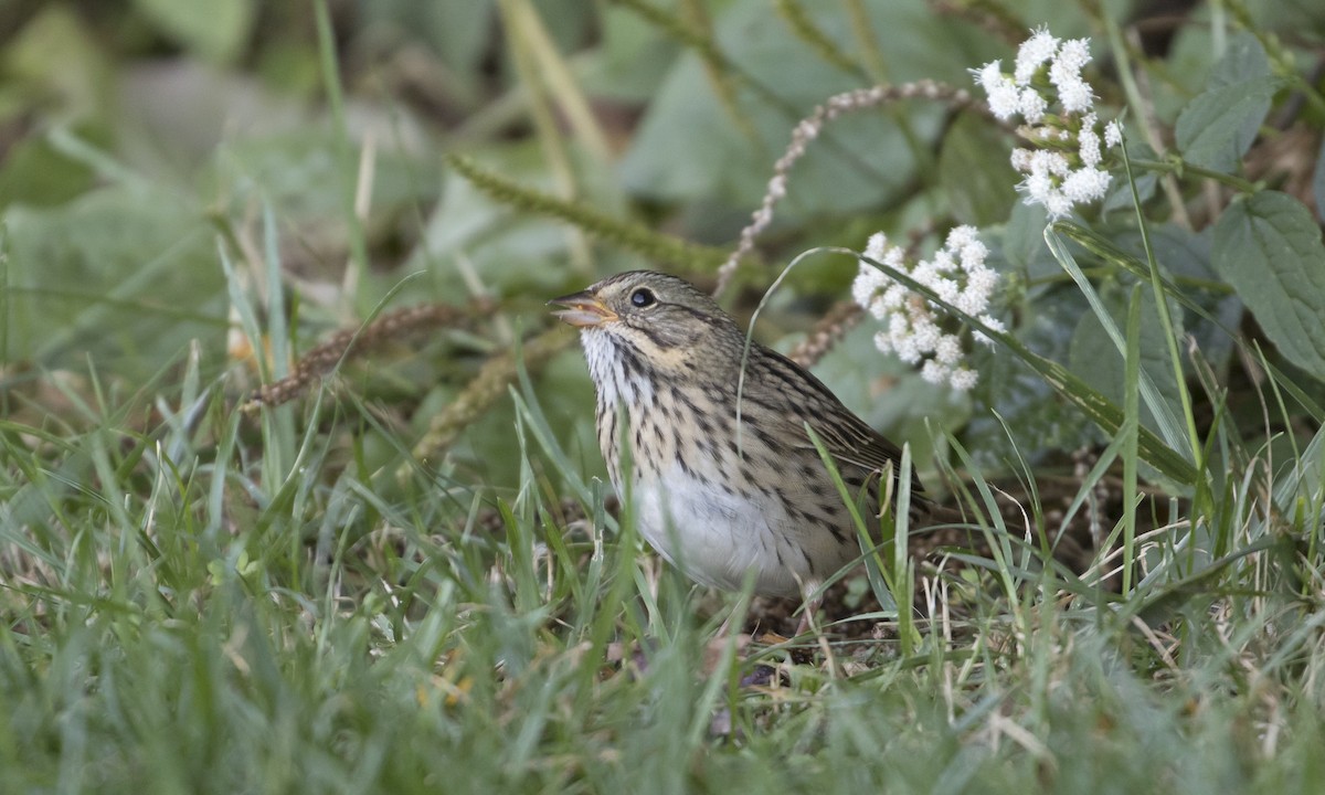 Lincoln's Sparrow - Heather Wolf