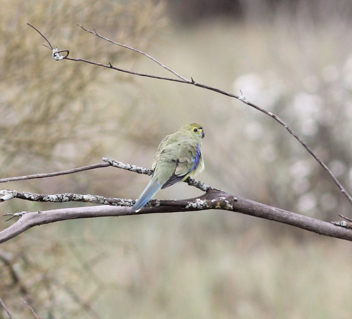 Blue-winged Parrot - ML179057021