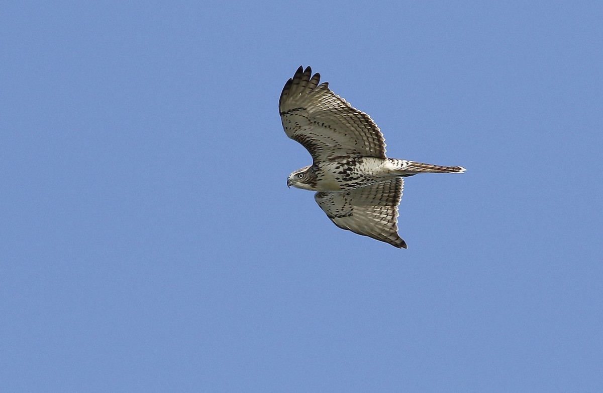 Red-tailed Hawk - ML179059391