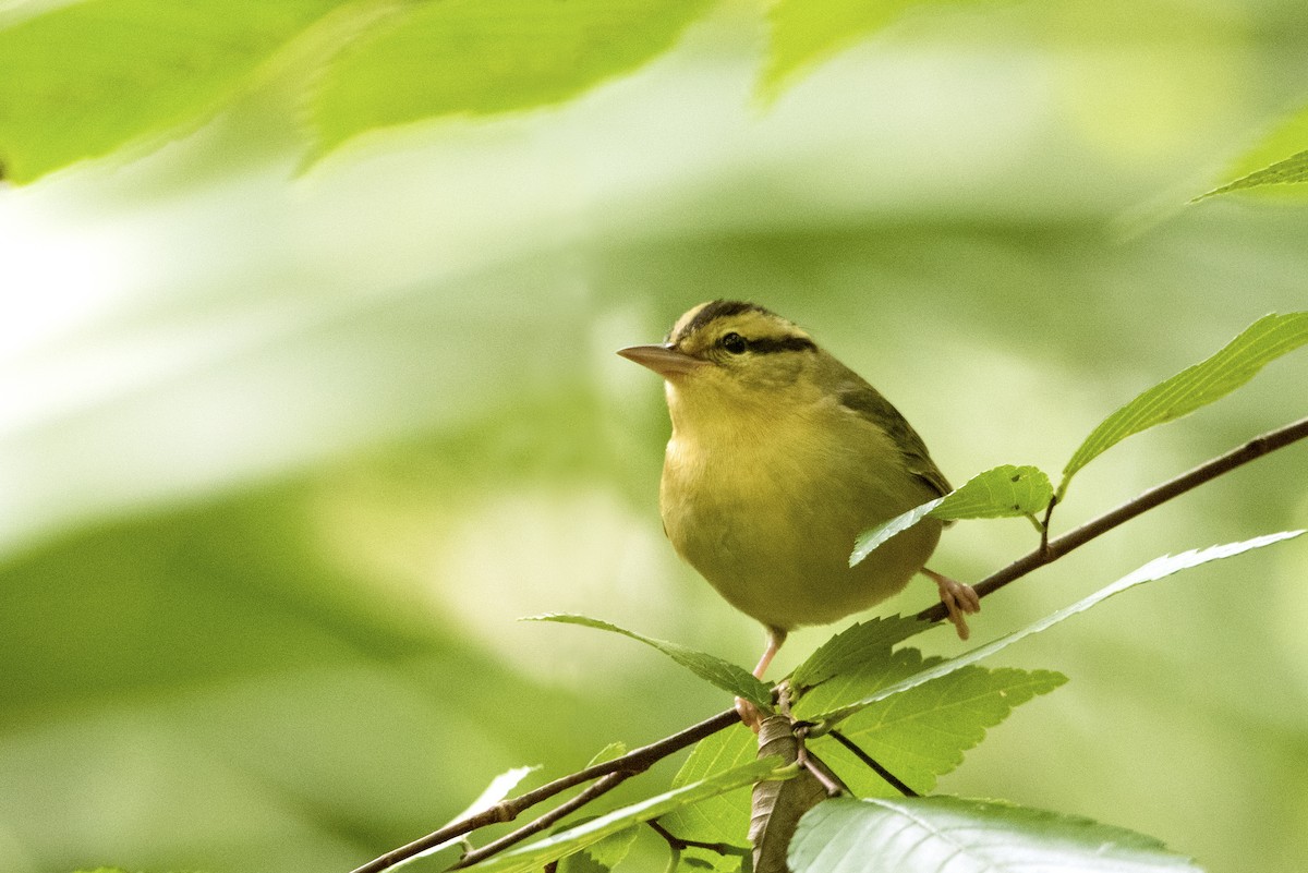 åmeparula - ML179060901
