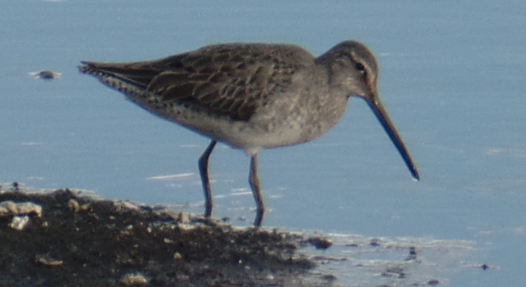 Long-billed Dowitcher - ML179061761