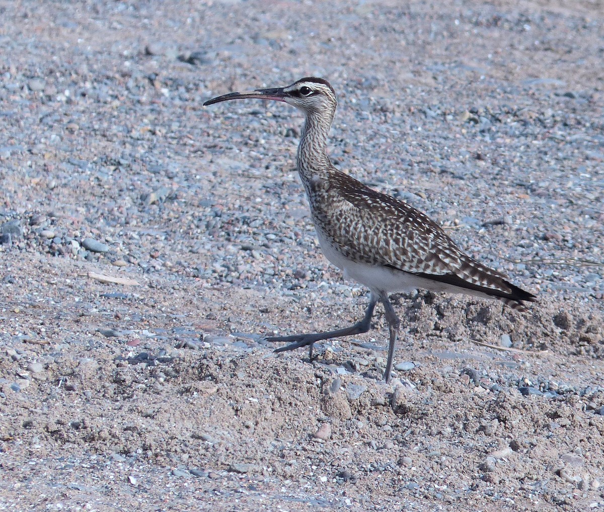 Whimbrel - Donald Codling