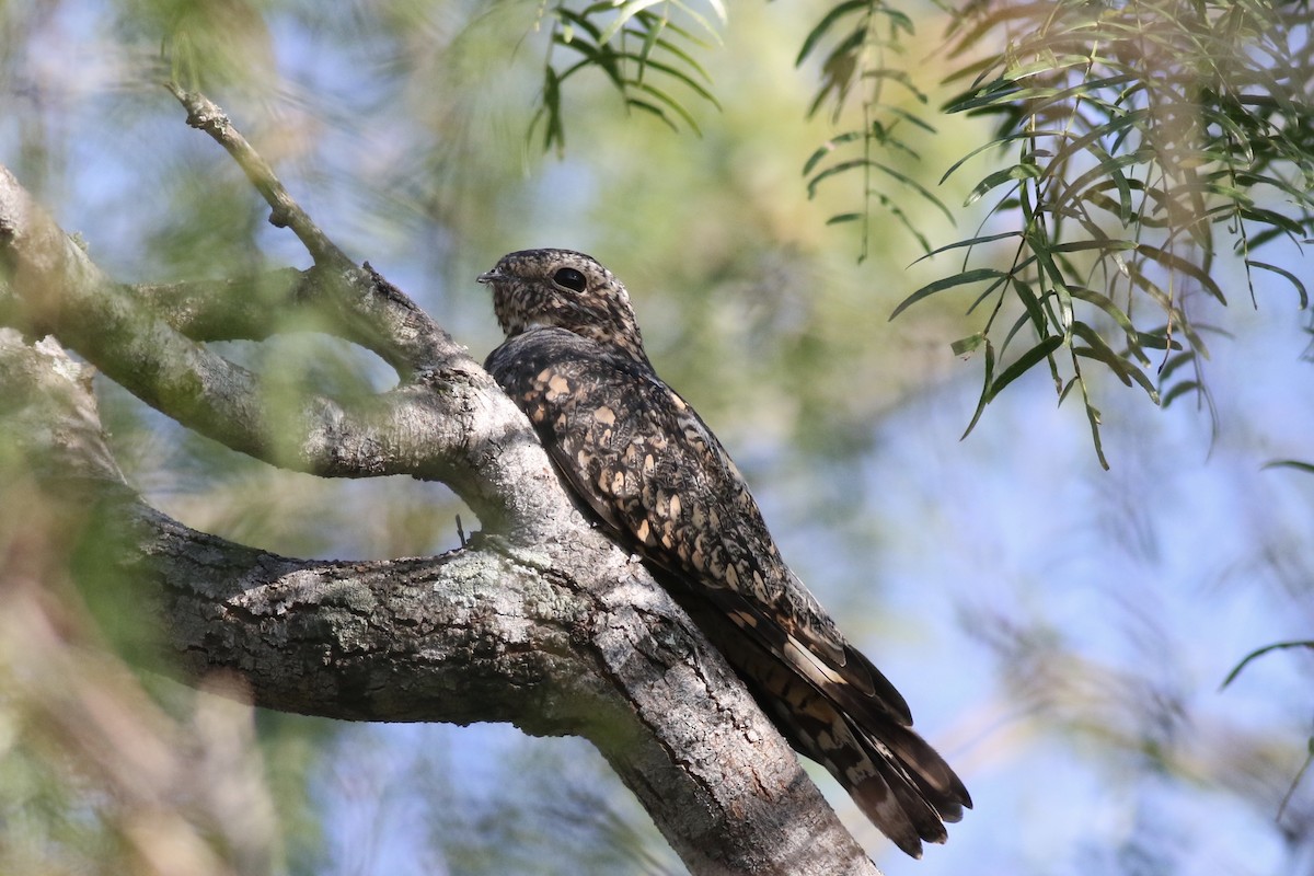 Lesser Nighthawk - ML179068441