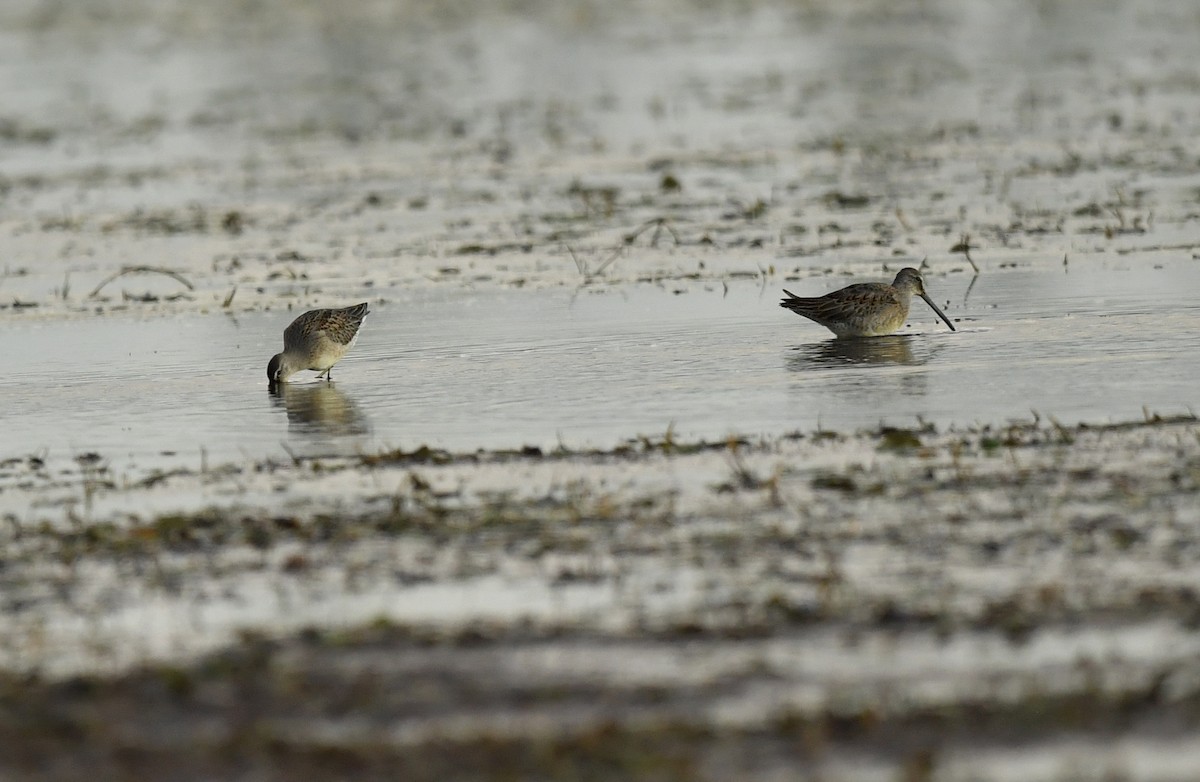 Long-billed Dowitcher - ML179069971