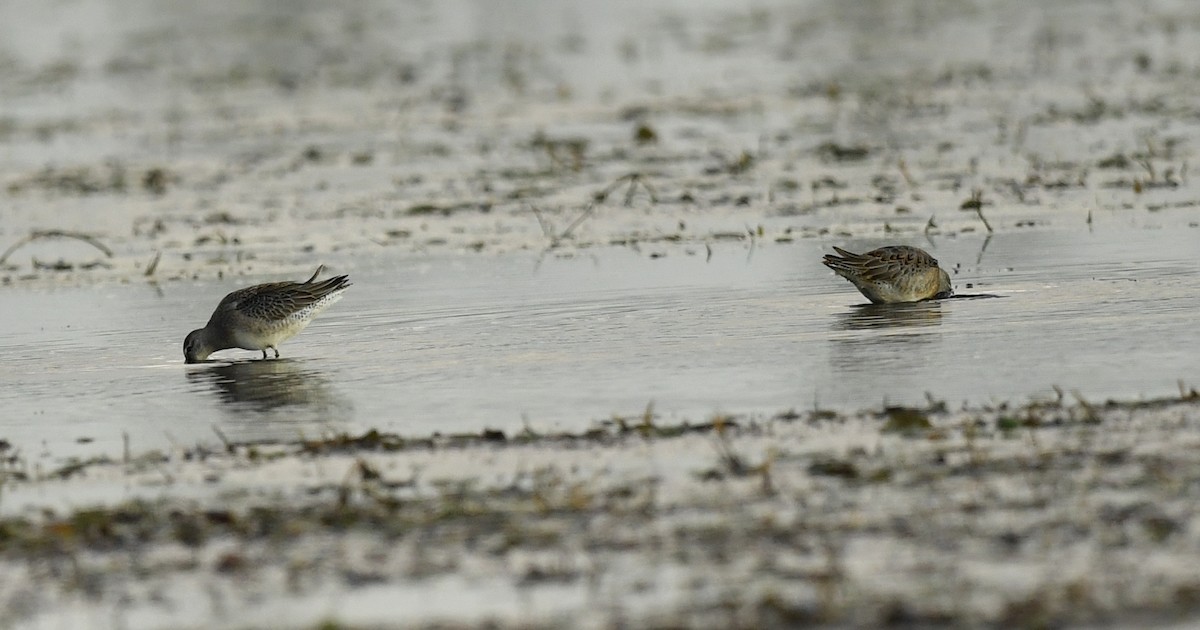 Long-billed Dowitcher - ML179070001