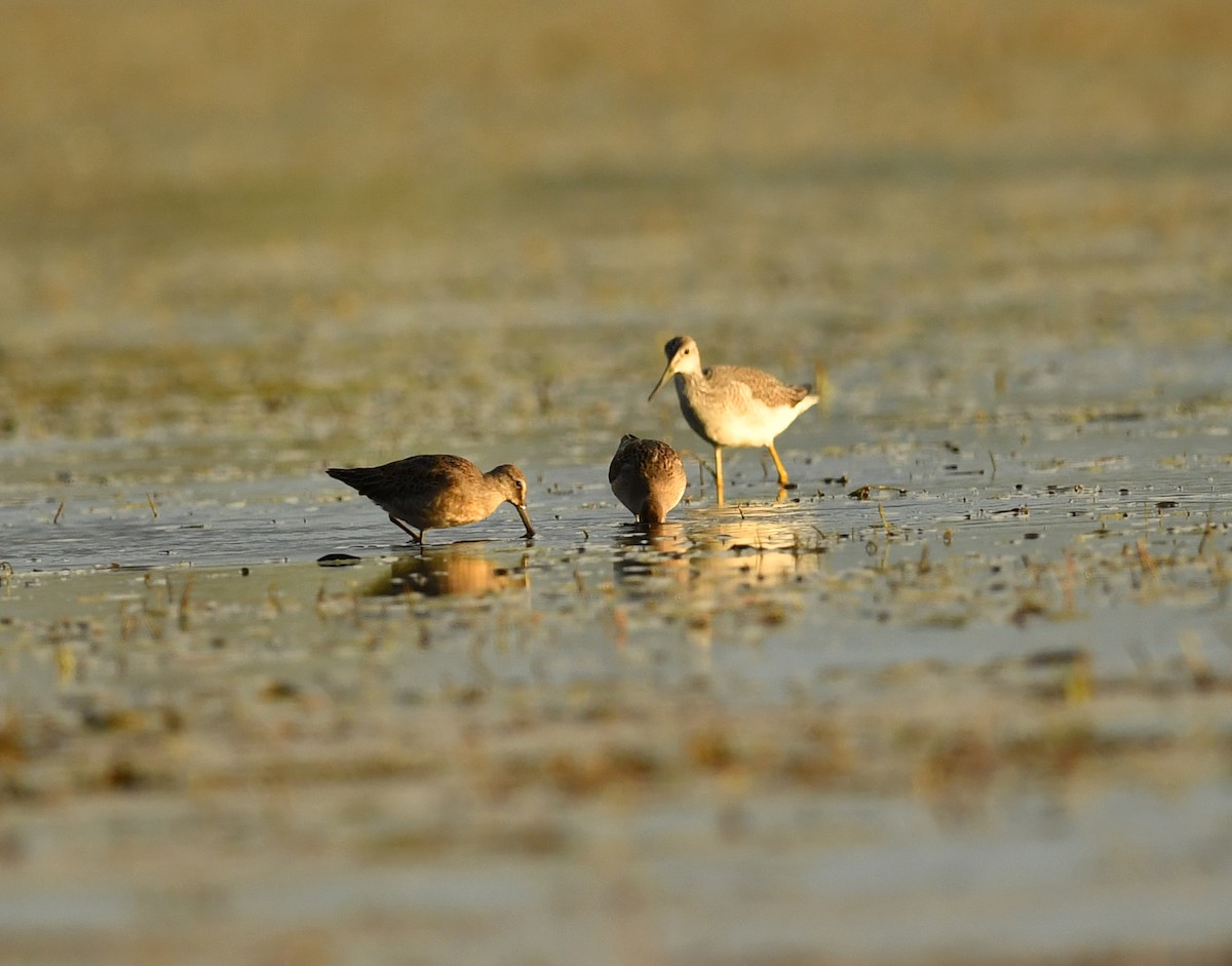 Long-billed Dowitcher - ML179070021