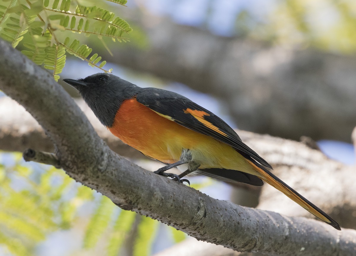 Minivet oranor - ML179070411